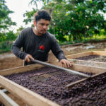 El café que crece con el bosque